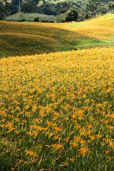 Field of tiger lily flowers.