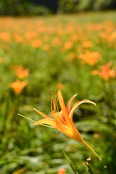 Tiger lily (Daylily) flower close-up