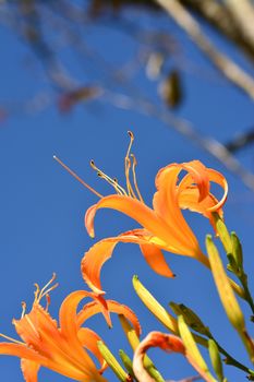 Tiger lily (Daylily) flower close-up