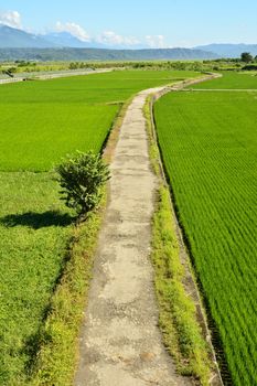 Rice farm in the country, Hualien, Taiwan, Asia
