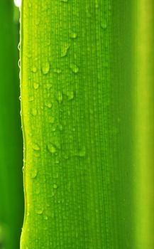 Leaves in rainy a day.