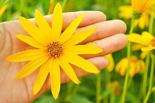 jerusalem artichokes sunflower in hands