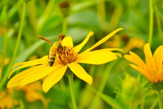 jerusalem artichokes sunflower and bee