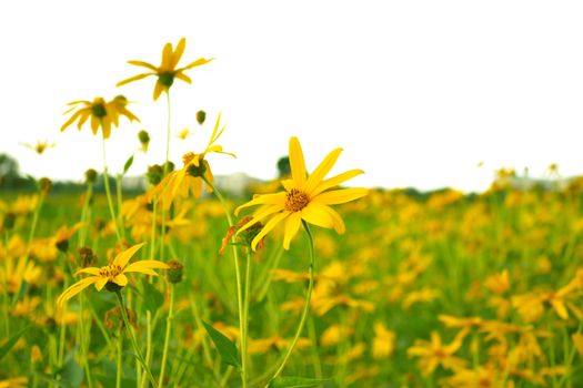 jerusalem artichokes sunflower in garden