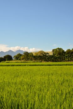 Rice farm in the country, Hualien, Taiwan, Asia