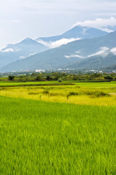 Rice farm in the country, Hualien, Taiwan, Asia