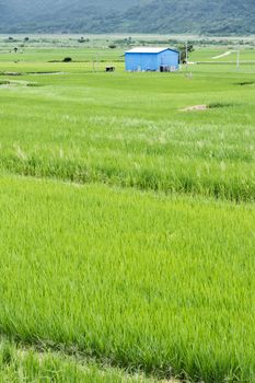 Rice farm in the country, Hualien, Taiwan, Asia