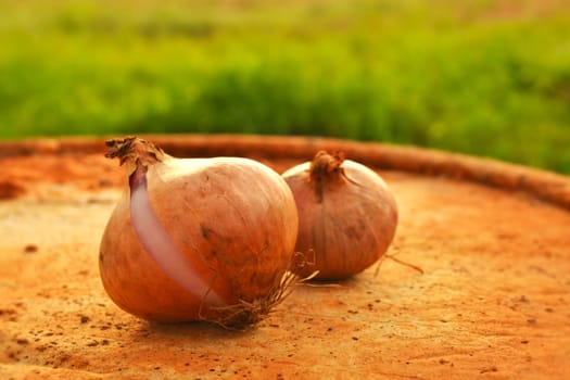 Onions on the table at the farm.