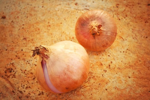 Onions on the table at the farm.