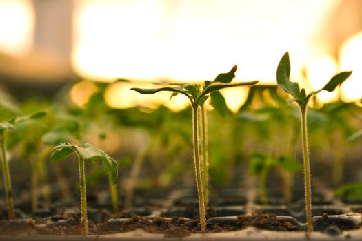 Propagation of plants in pots.