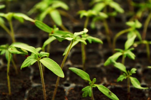 Propagation of plants in pots.