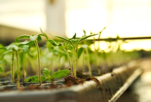 Propagation of plants in pots.