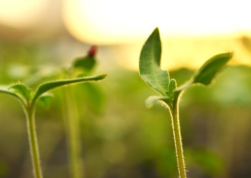 Propagation of plants in pots.