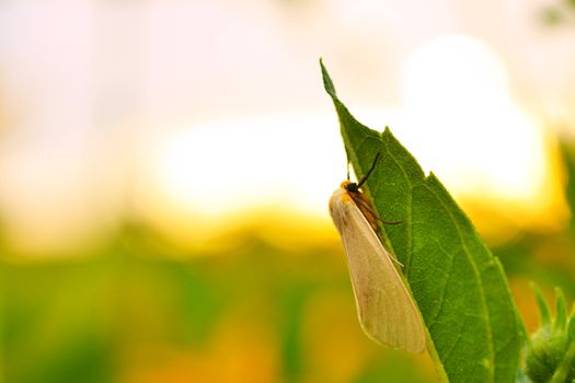 Insect on the leaf. At sunset.