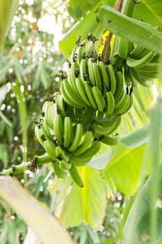 Bunch of ripening bananas on the tree