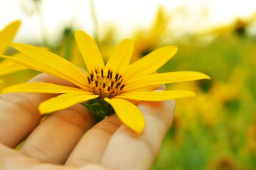 jerusalem artichokes sunflower in hands