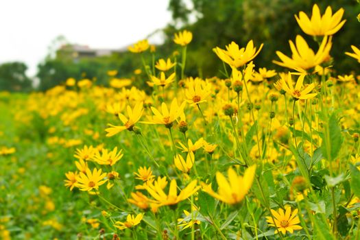 jerusalem artichokes sunflower in garden