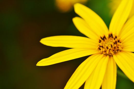 jerusalem artichokes sunflower in garden