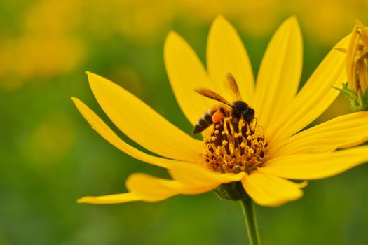 jerusalem artichokes sunflower and bee