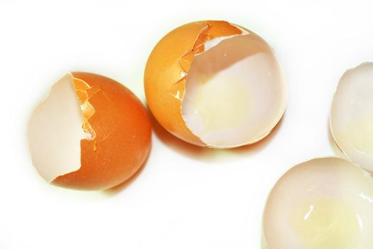 Eggshell on a white background.