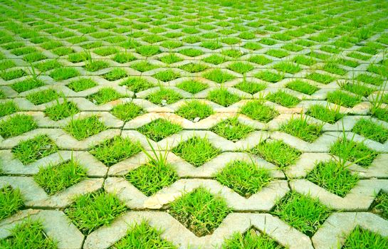 Lawn Grass in concrete table.