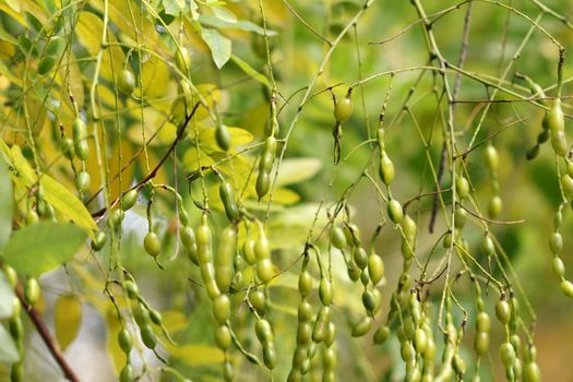 branches with yield nature background