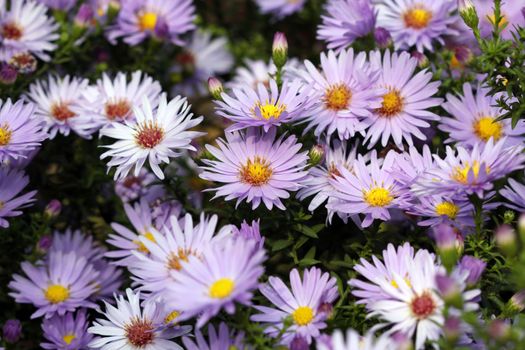 chrysanthemum autumn flower close up