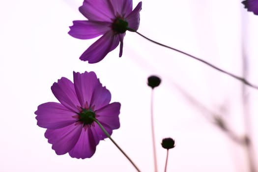 Cosmos flowers purple in summer