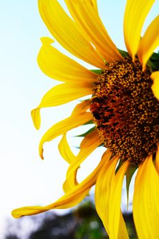 Sunflower and bee In the summer.