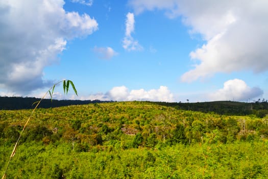 Mountains full of trees with blue sky