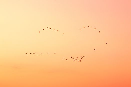 Smile in the sky.Birds in the sky on sunset.