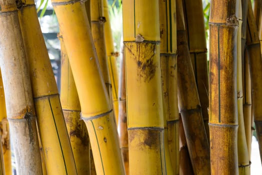 Bamboo stalks closeup