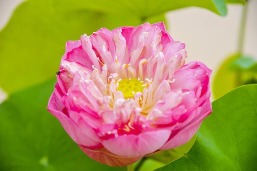 Pink lotus with green leaf3