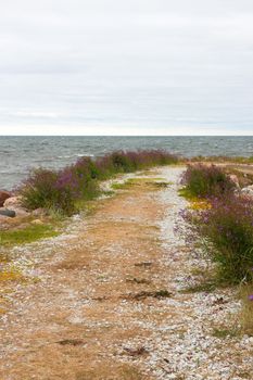 Road leading to the sea. Nordic nature of Gotland, Sweden.