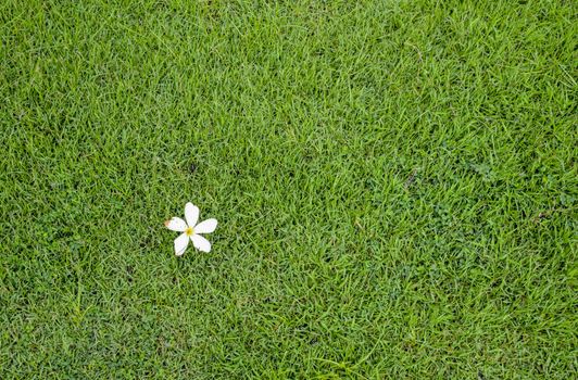 A white flower on green grass