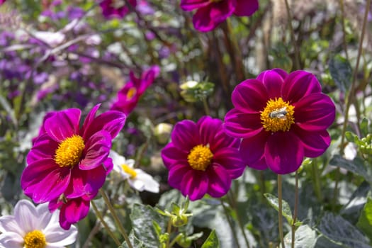 Beautiful colorful flower garden with various flowers