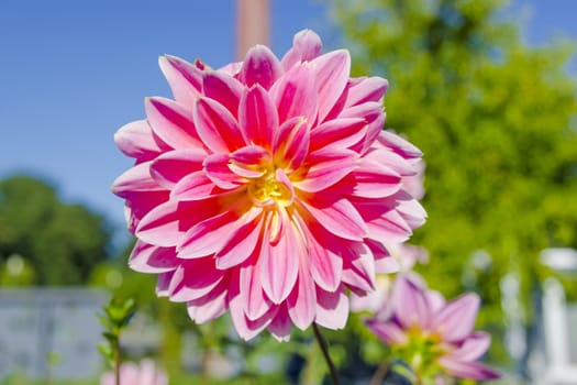 pink dahlia flower