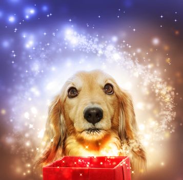 Dachshund dog with a magic box and a shooting star