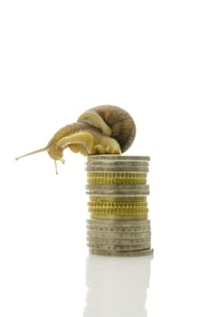 Garden snail sitting on top of stack of coins and looking down. Isolated over white background.