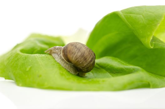 Garden snail on fresh lettuce leaf.