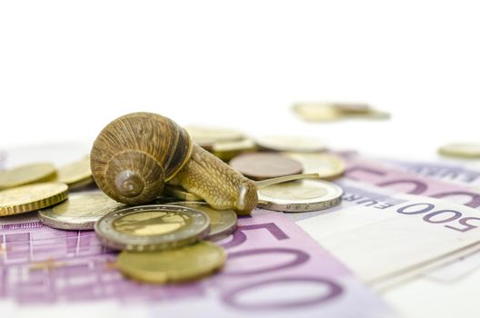 Garden snail sitting on Euro banknotes and coins.