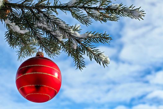 Christmas decoration red glass ball on fir branches outdoor