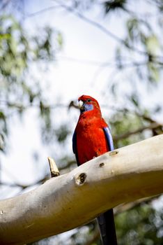 Red parot on the tree1