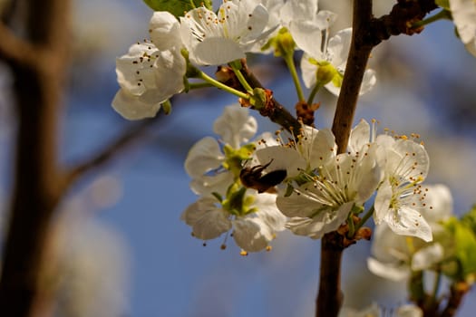 blossom tree with a bee pollination