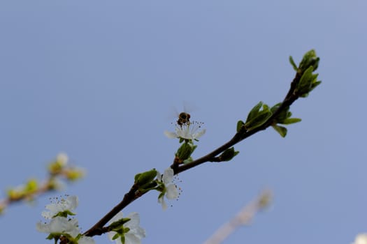 blossom tree with a bee pollination