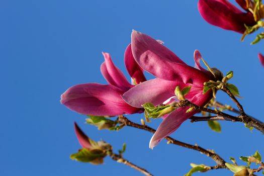 Spring Blossoms of a Magnolia tree