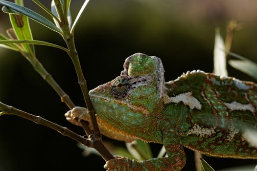 Chameleon on the leaf (Chamaeleo calyptratus)