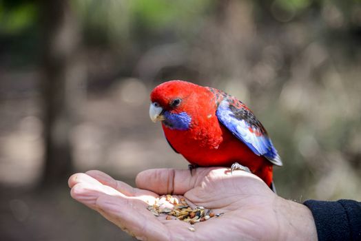 Red parot on Hand