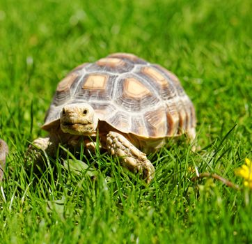 African Spurred Tortoise (Geochelone sulcata) in the garden