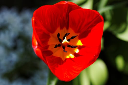 close up of yellow tulips with yellow edges on green background